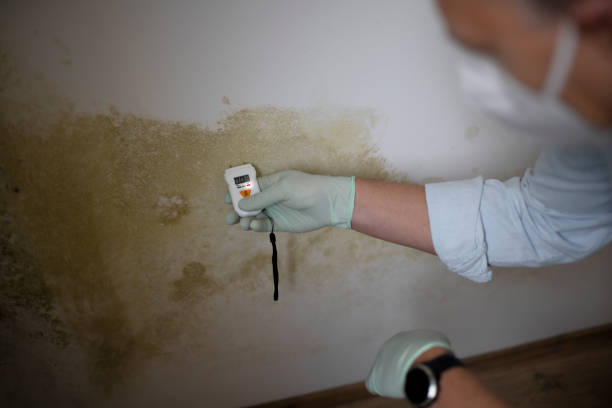 Why You Should Choose Our Mold Remediation Services in Rock Creek, AL